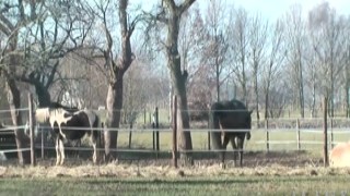 MMVFilms - Hardcore - Quick Barn Fuck 2