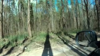 Alisa Lovely - He took me to the Forest, took off my Panties and Fucked me right in the Car